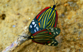 Бабочки  на земле