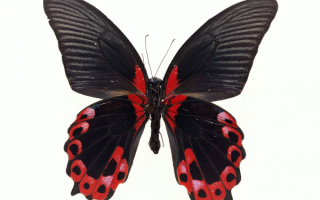 Ббочка  красивая