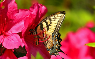 Красивая бабочка