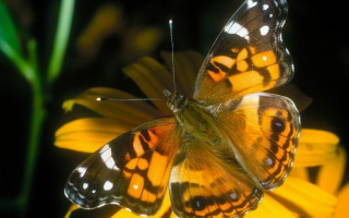 Бабочка  и цветок