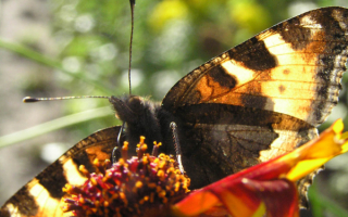 Бабочка на цветке