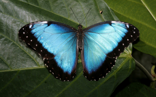 Бабочка  голубая