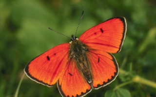 Бабочка красная