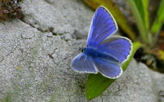 Бабочка  на траве