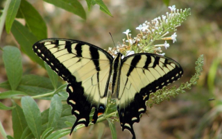 Красивая  бабочка