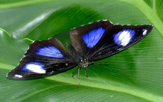 Красивая  бабочка