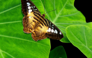 Бабочка  на листьях
