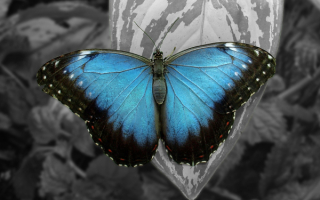 Голубая бабочка
