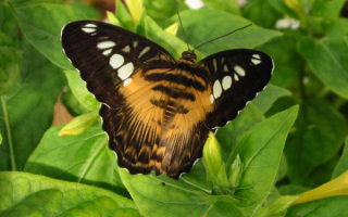 Бабочка  Парусник