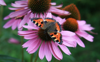 Бабочка  павлиний  гпаз