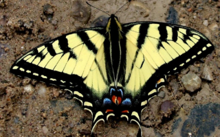 Красивая  бабочка