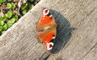 Бабочка  на  дереве