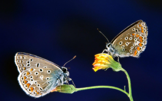 Бабочки на  цветах