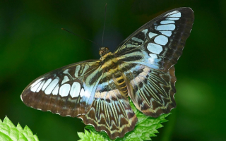 Бабочка как  птица