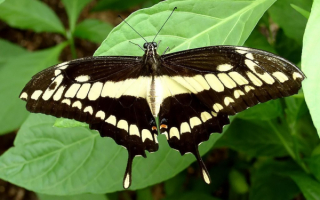 Бабочка  большая