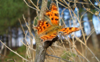 Большая  бабочка