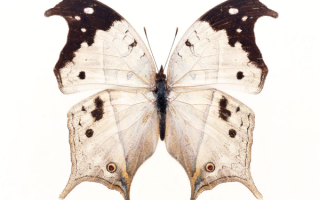 Бабочка  Парусник