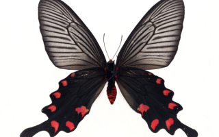Бабочка с  маленькими  крыльями
