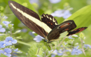 Бабочка опыляет  цветы