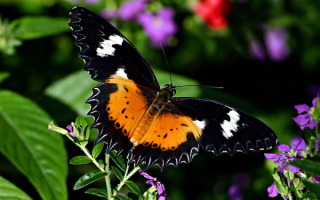 Большая  бабочка