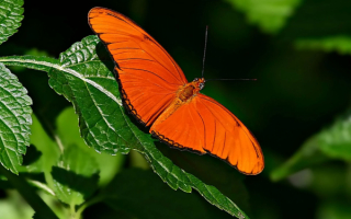 Красная  бабочка
