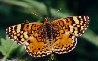 Бабочка  пестрая