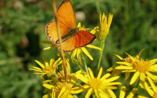 Желтая  бабочка на желтых  цветах