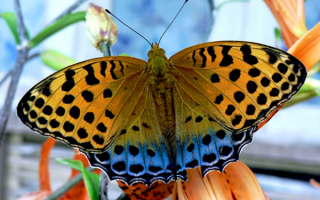 Большая  красивая бабочка