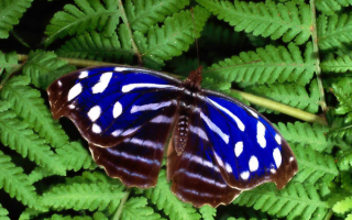 Бабочка  накрыла листья папоротника