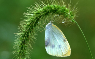 Белая бабочка