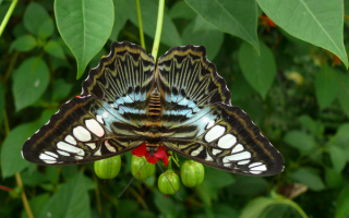 Тропическая  бабочка