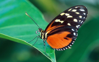 Бабочка на зеленом листе