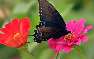 Бабочка  черная