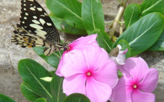 Бабочка села на цветочек