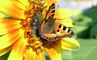 Бабочка  на  подсолнухе