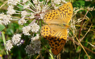 Бабочка  пестрая