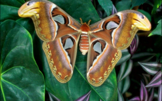 Тропическая  бабочка