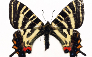 Бабочка  пестрая