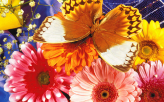 Дневная бабочка на цветах