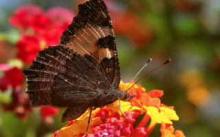 Бабочка  питается  нектаром  цветов