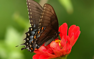 Черная  бабочка на красном  цветке