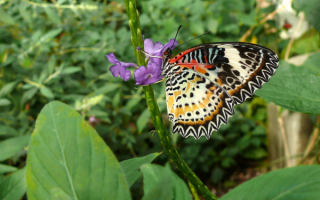 Бабочка  как  цветок