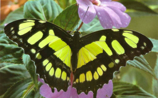 Бабочка  в саду