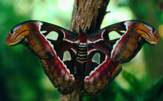 Самая большая бабочка