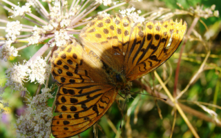 Дневная бабочка