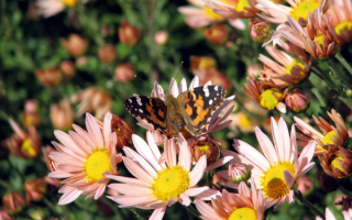 Бабочка  в цветнике