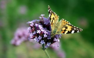 Пестрая  бабочка  на цветах