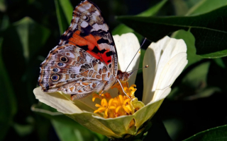 Цветок и бабочка