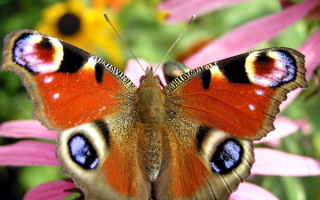 Бабочка  Павлиний глаз на цветке