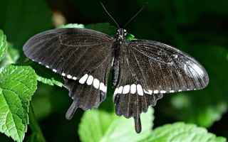 Ночная бабочка